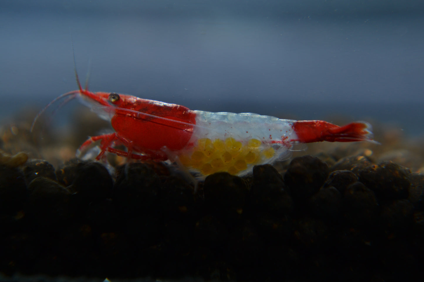 Red Rili Shrimp