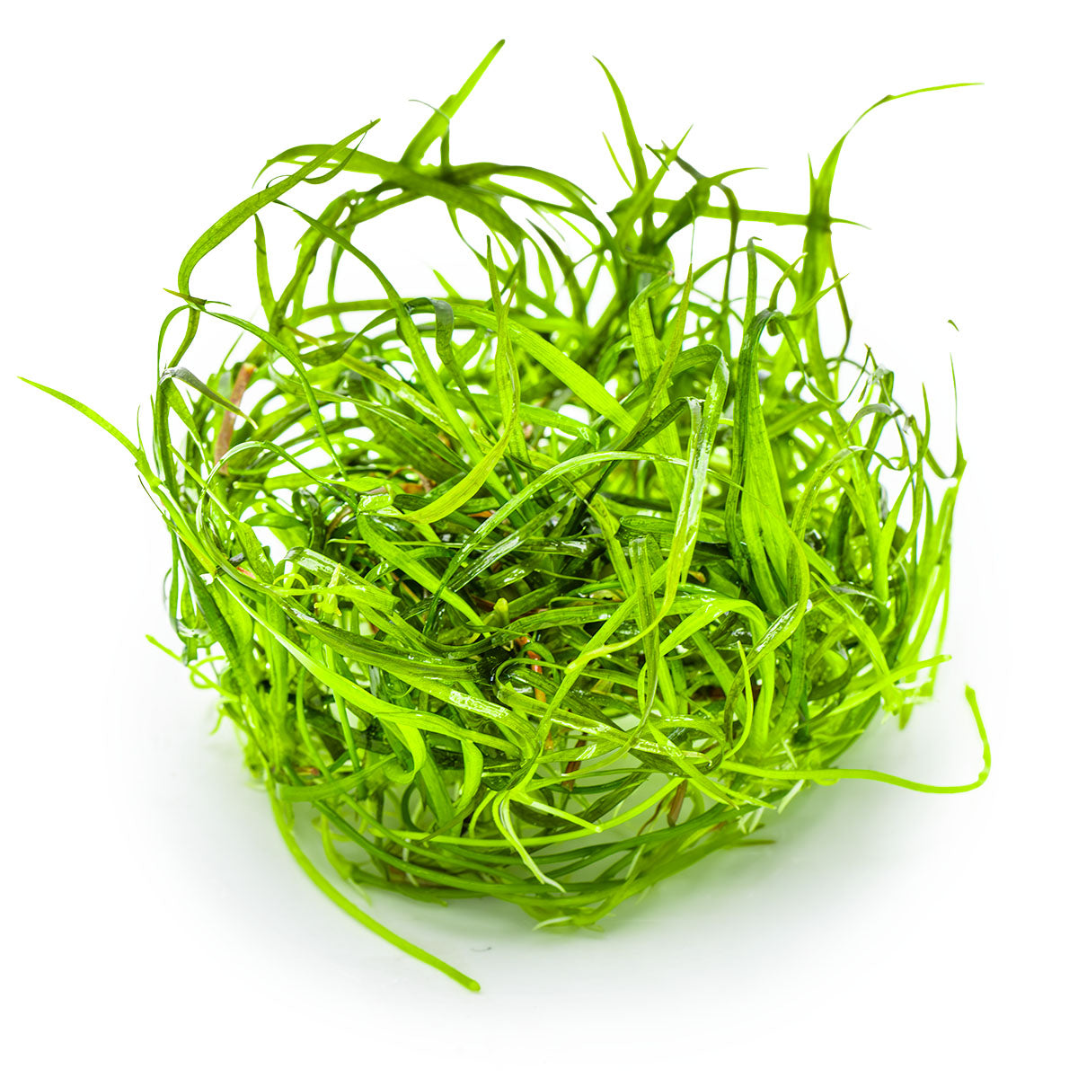 Tropica Sagittaria subulata Needle Leaf 1-2-GROW