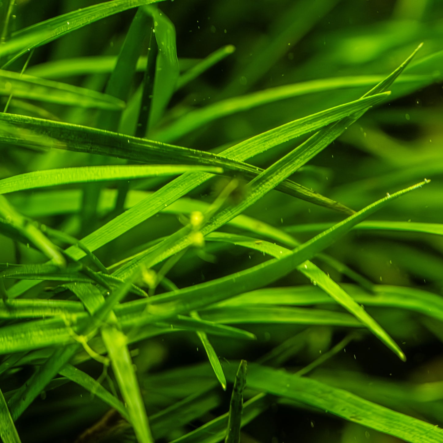 Eriocaulon sp. "Vietnam" Tropica