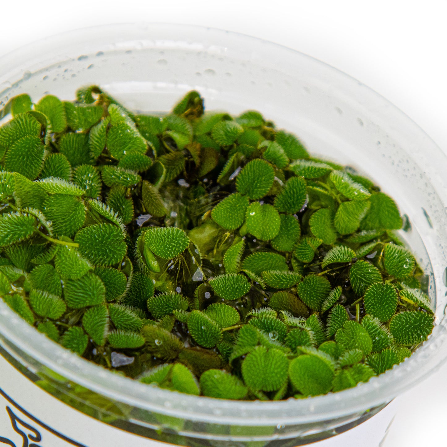 Tropica Salvinia minima 1-2-GROW