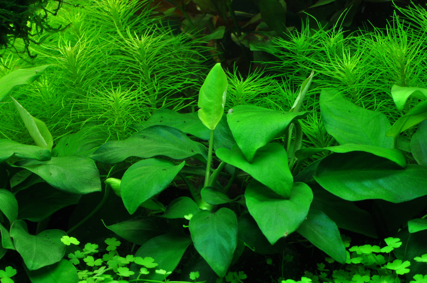 Anubias nana Large Tropica
