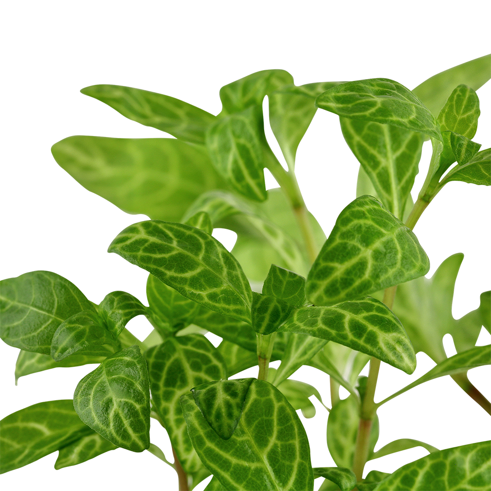 Hygrophila polysperma Rosanervig Tropica