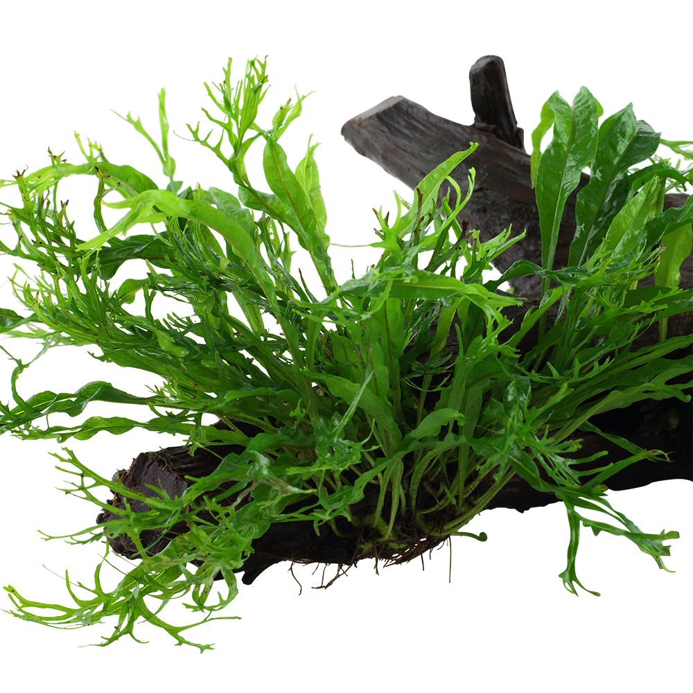 XL Microsorum pteropus Windelov Java Fern on Wood Tropica