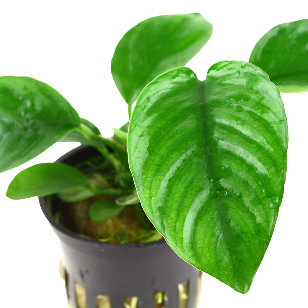 Anubias barteri caladiifolia Tropica