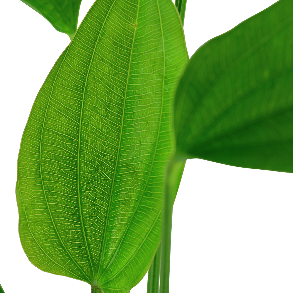 Echinodorus palaefolius Tropica