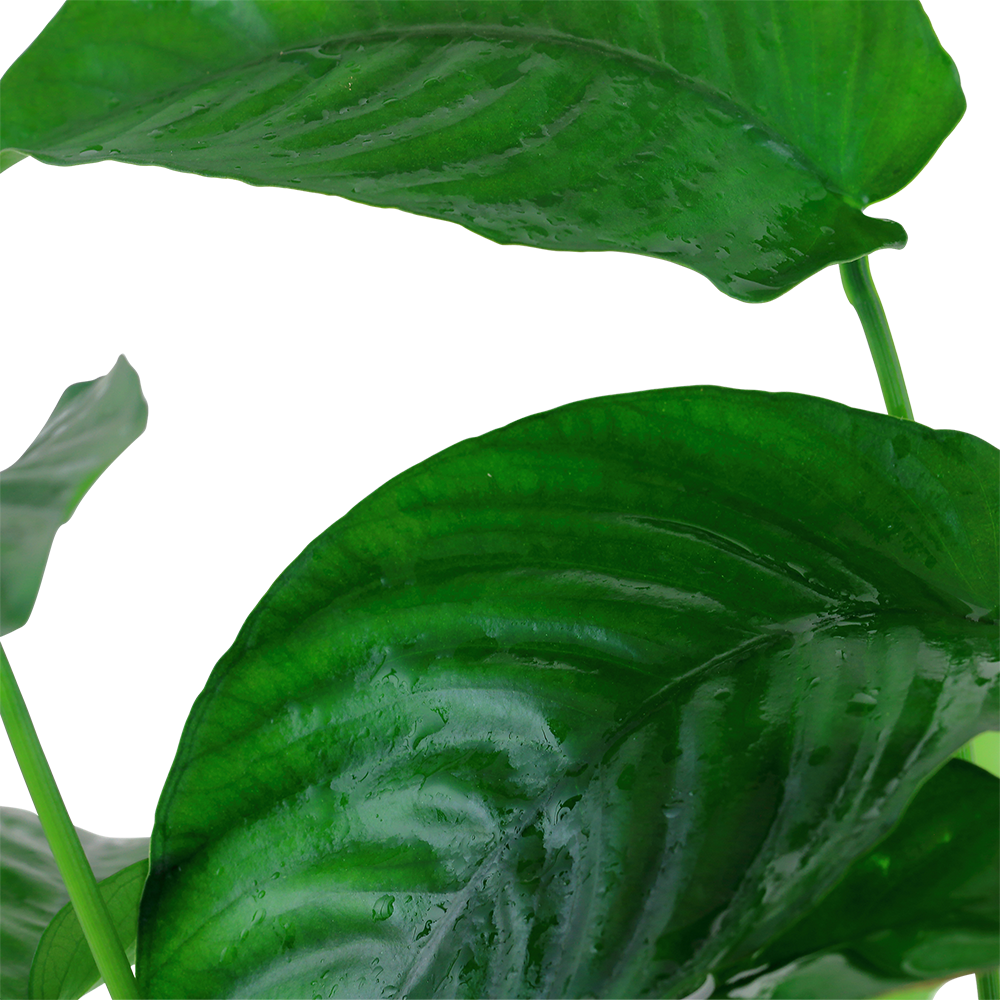 XL Anubias barteri caladifolia Tropica