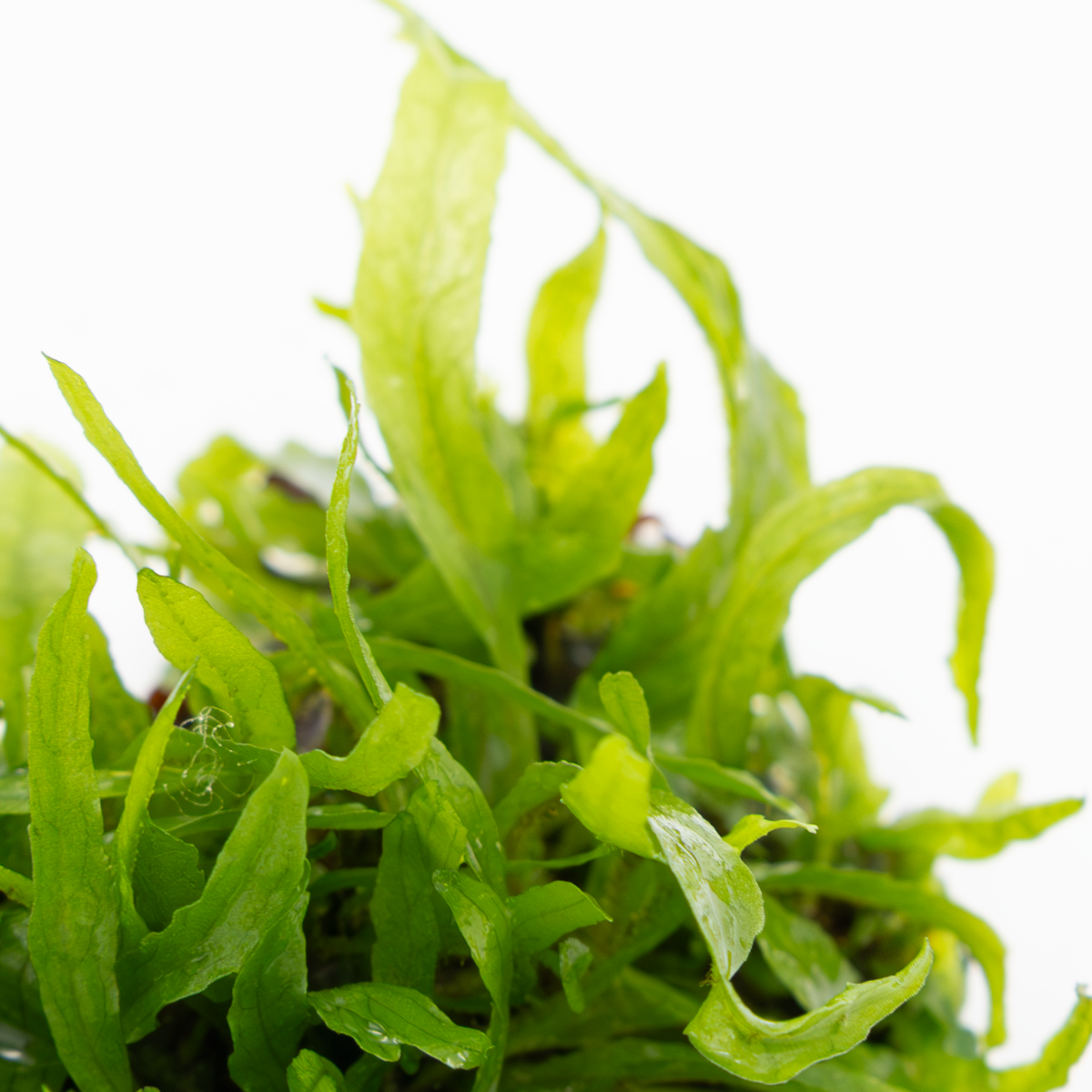 Tropica Microsorum pteropus 'Narrow' 1-2-GROW Java Fern