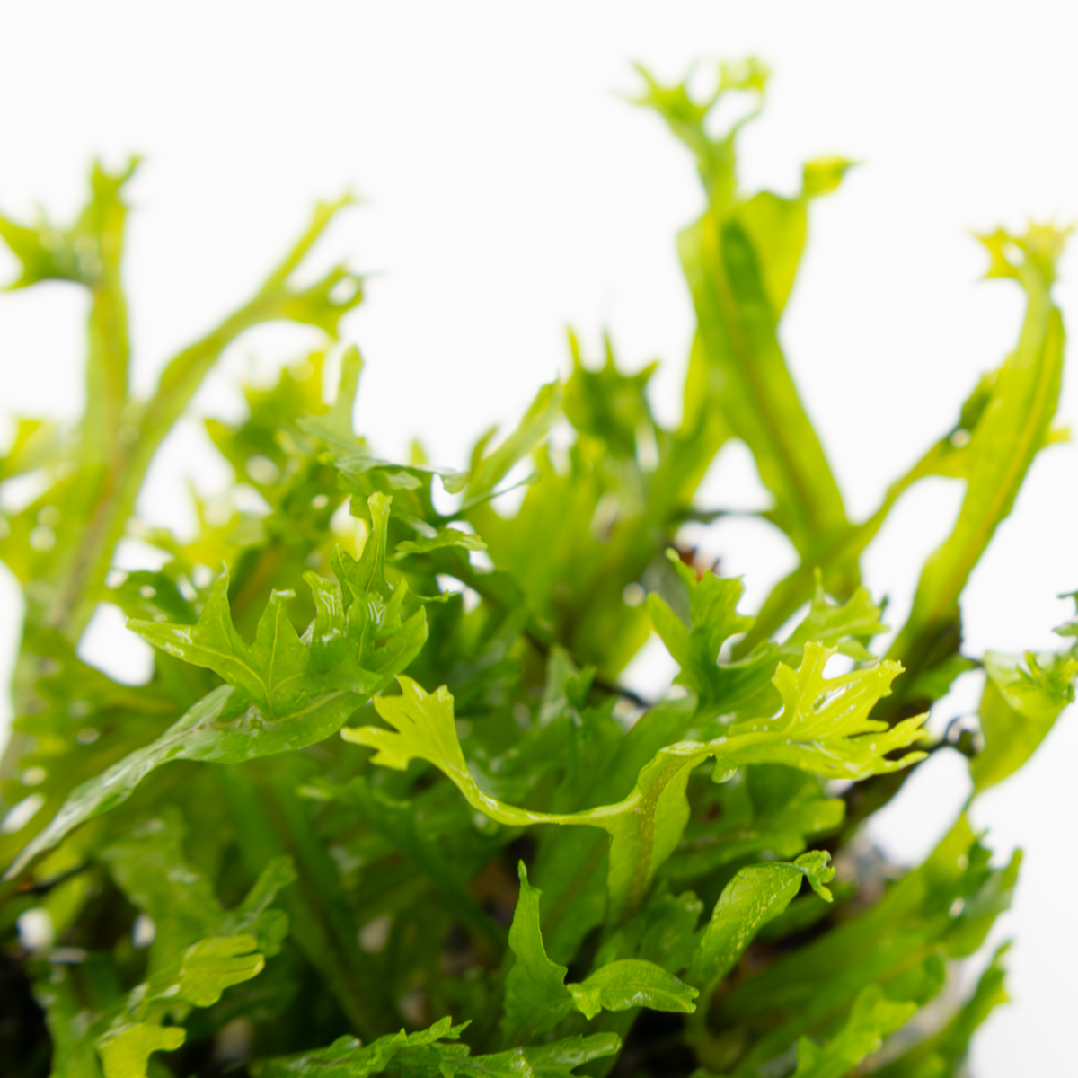 Tropica Microsorum pteropus 'Windelov' 1-2-GROW Java Fern