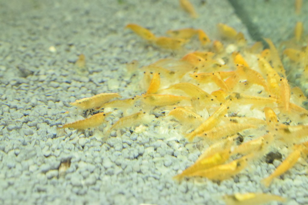 Yellow Shrimp