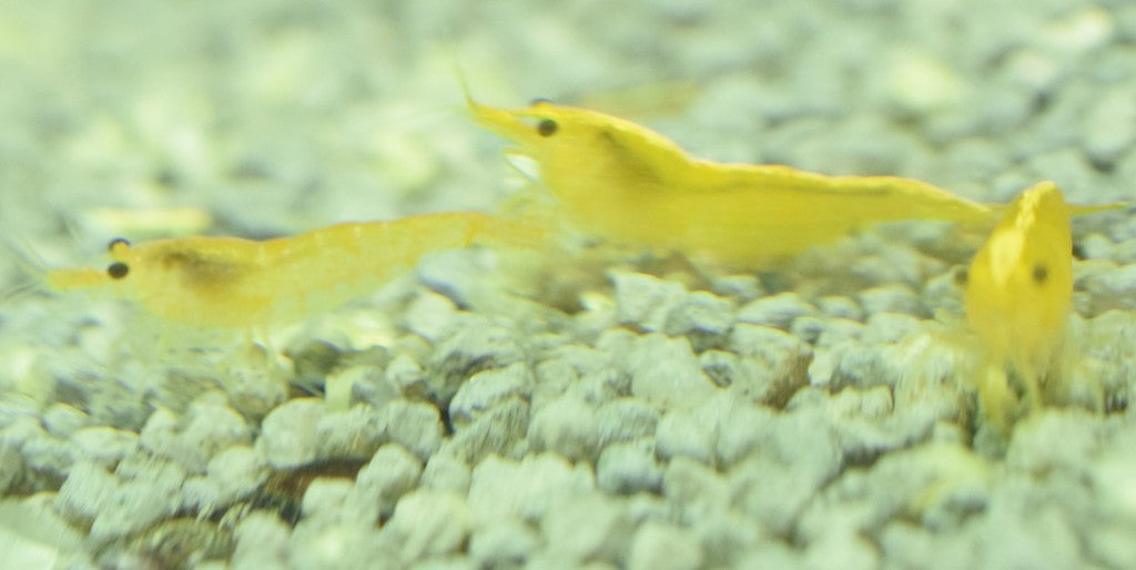 Yellow Shrimp
