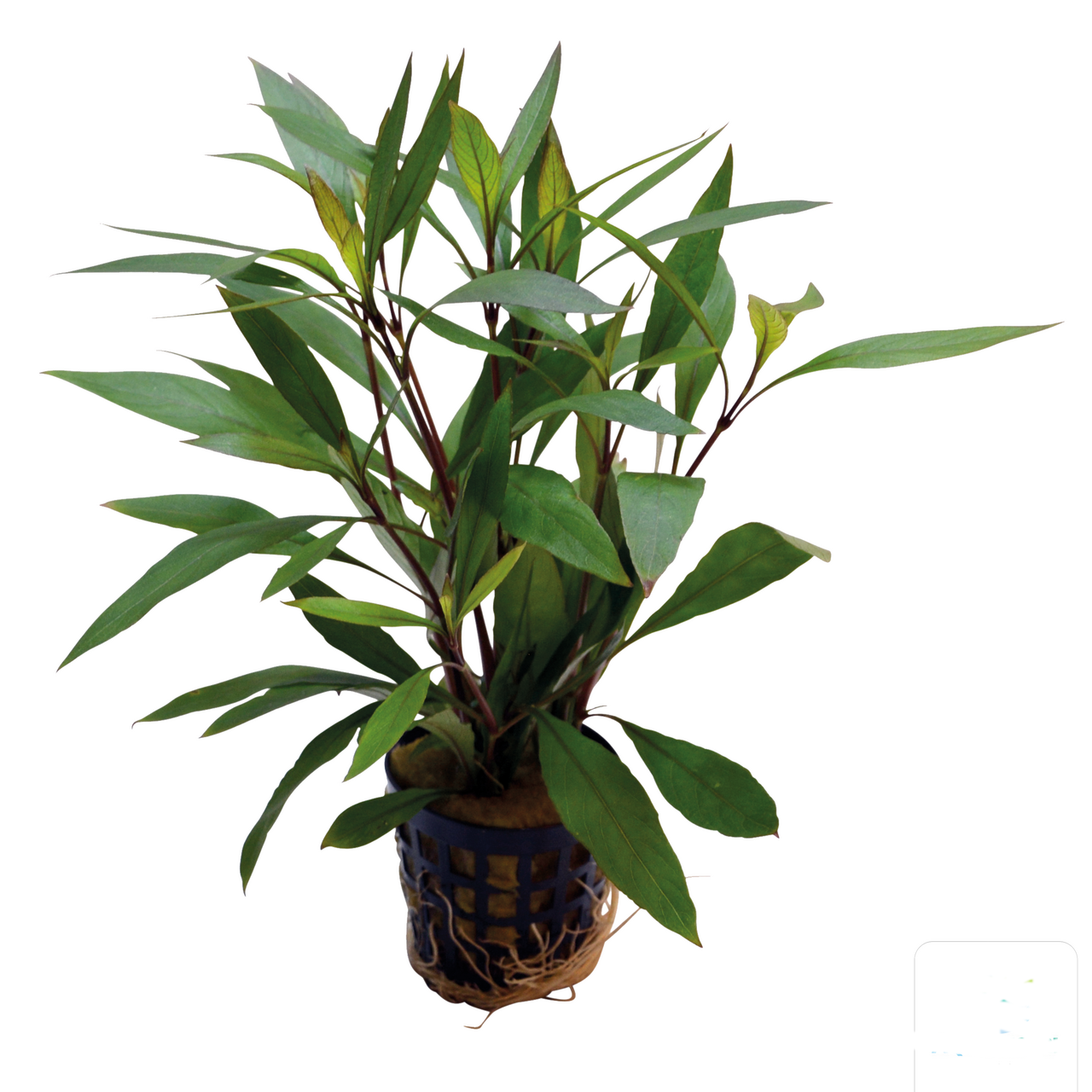 Hygrophila corymbosa Thailand Aquafleur