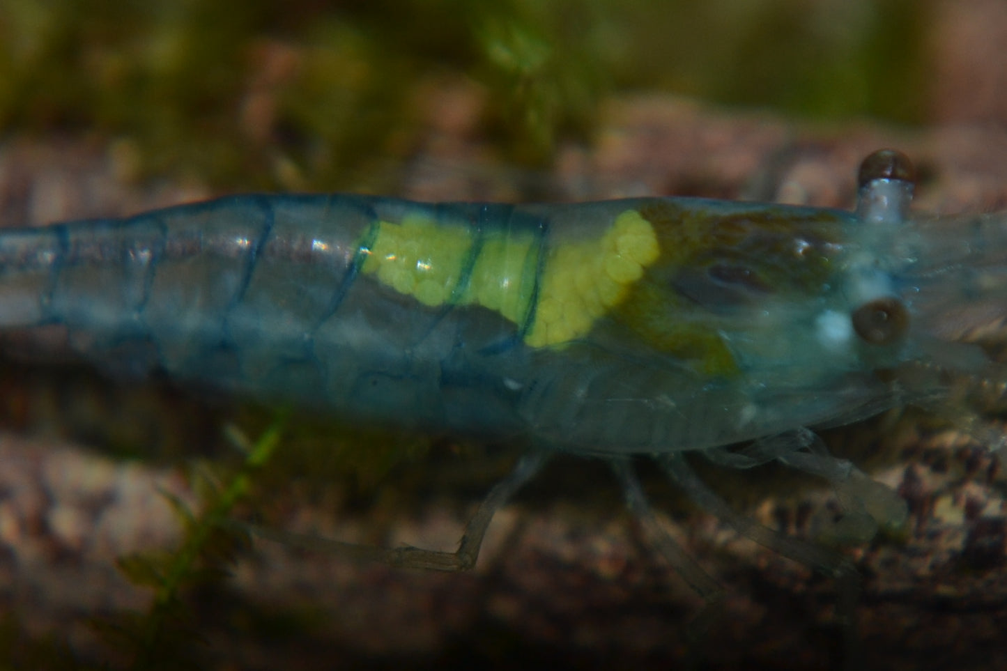 Blue Jelly Shrimp