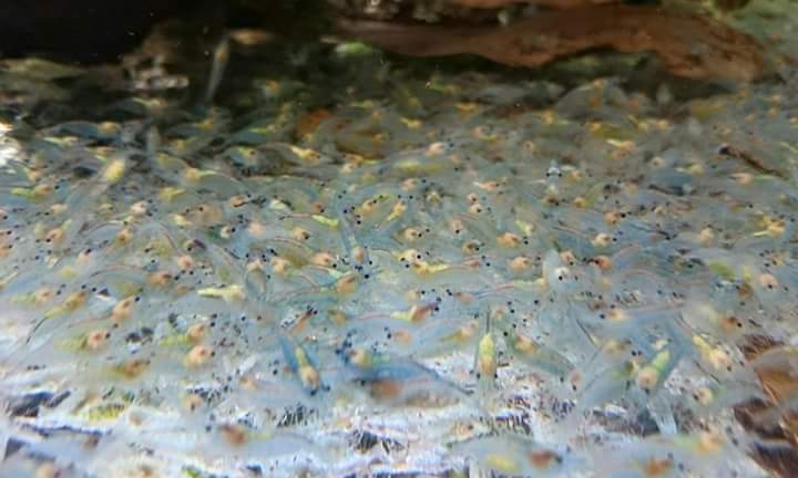 Blue Jelly Shrimp