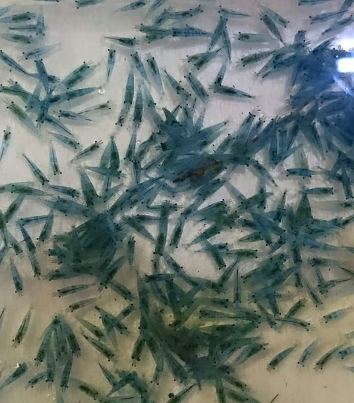 Blue Jelly Shrimp