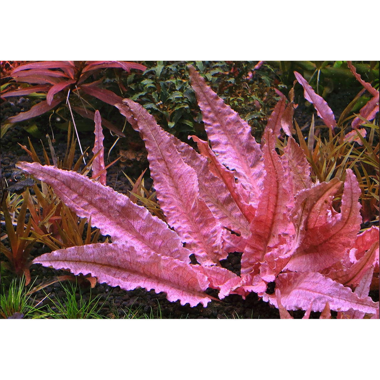 Aquadip Cryptocoryne Flamingo In-Vitro