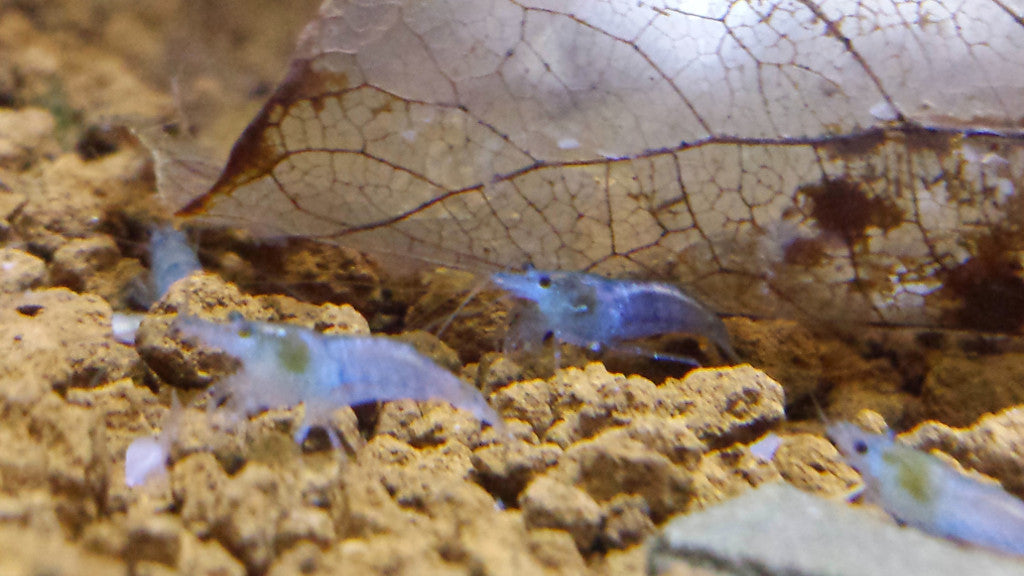 Blue Jelly Shrimp
