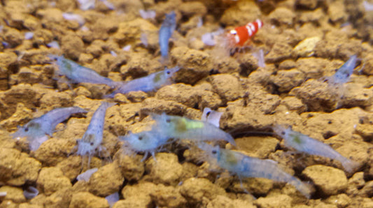 Blue Jelly Shrimp