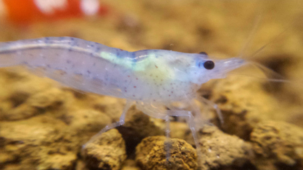 Blue Jelly Shrimp