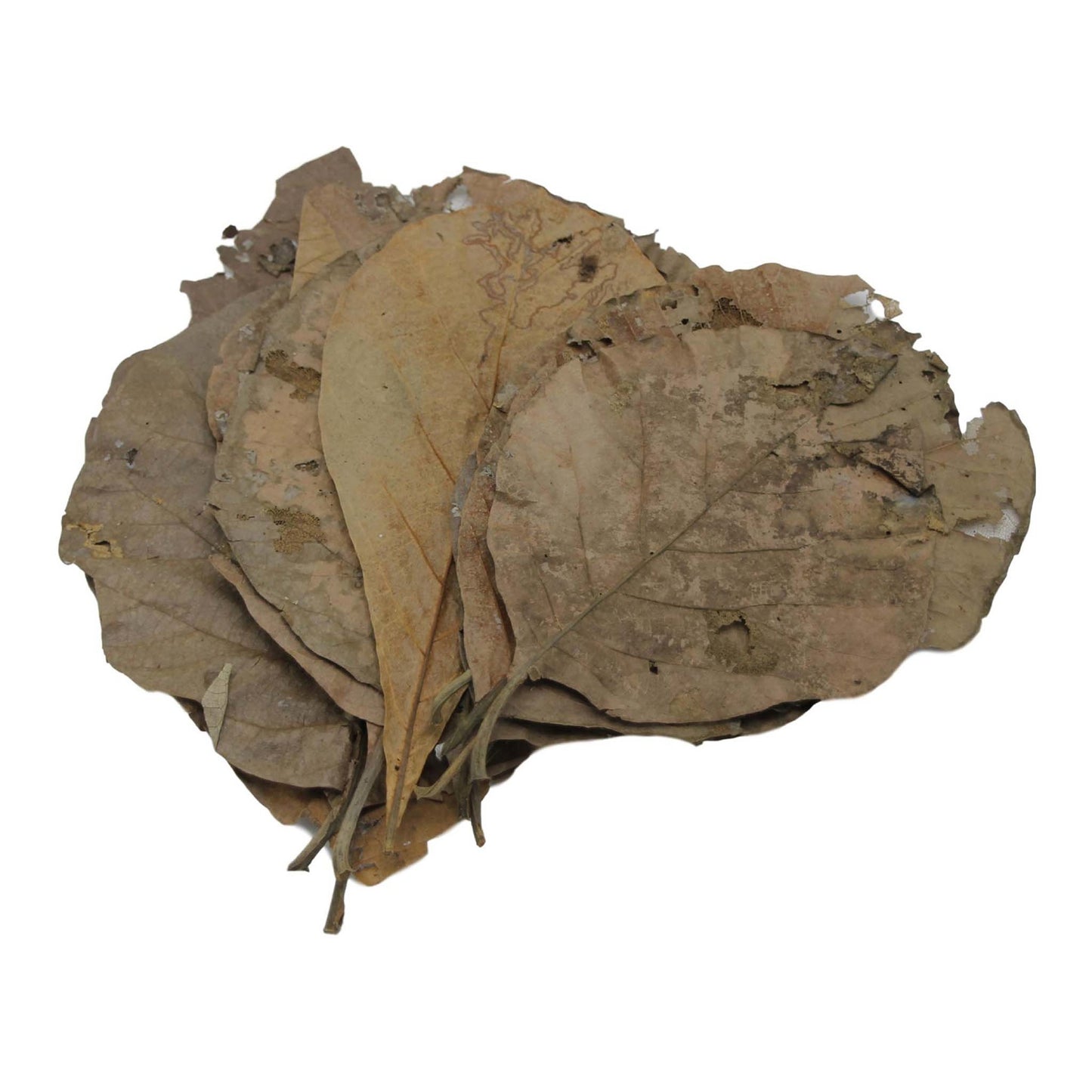 Betta Teak Leaves