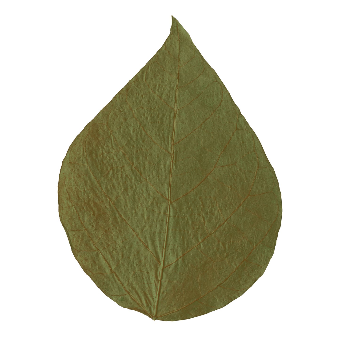 Shrimp King Dadap Leaves