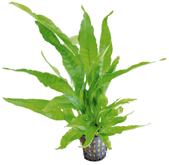 Microsorum pteropus 'Greens' Aquafleur Java Fern