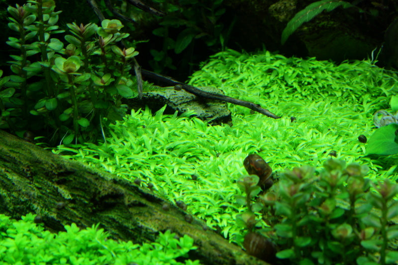 Tropica Utricularia graminifolia 1-2-GROW
