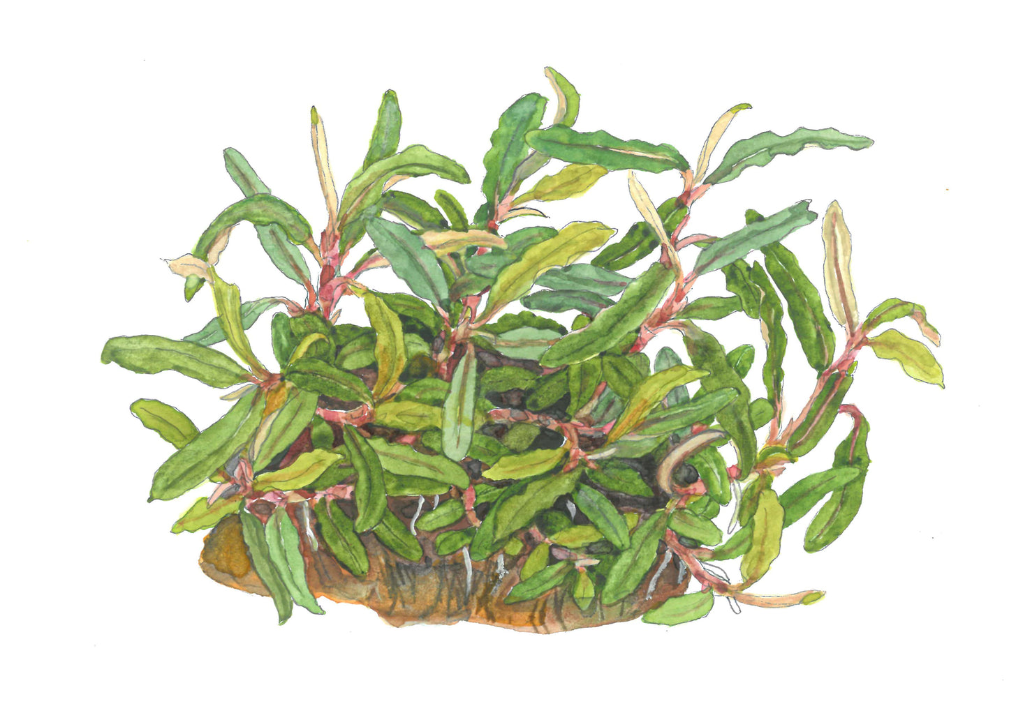 Tropica Bucephalandra Needle Leaf 1-2-GROW