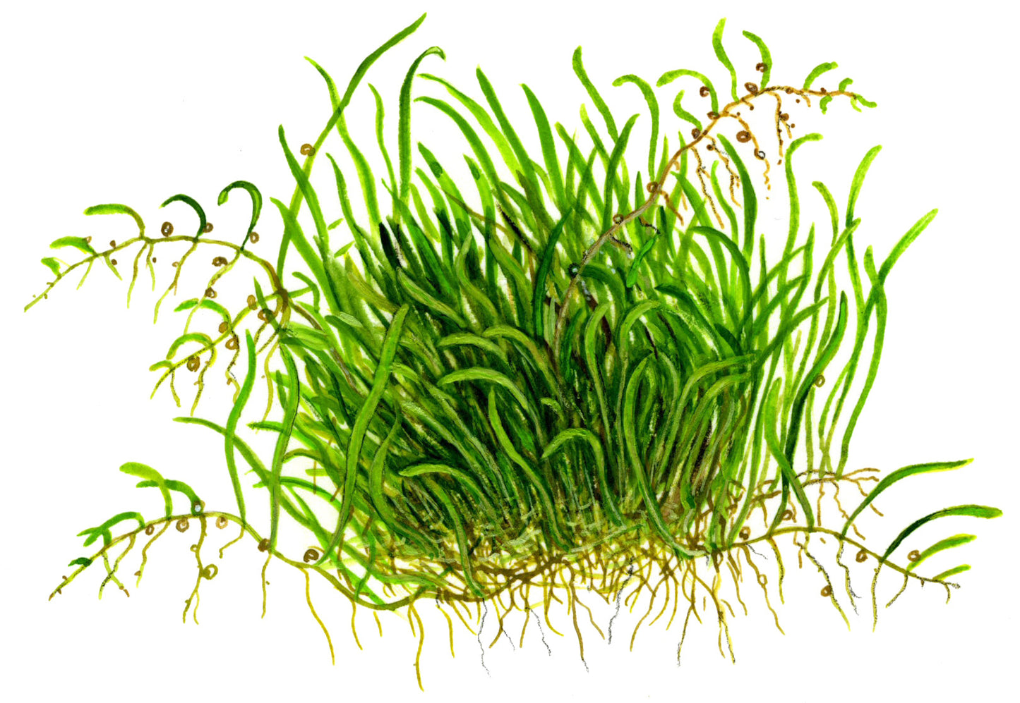 Tropica Utricularia graminifolia 1-2-GROW