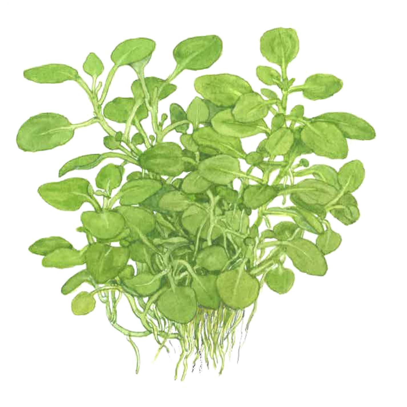Tropica Lobelia cardinalis Mini 1-2-GROW