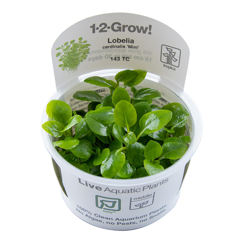 Tropica Lobelia cardinalis Mini 1-2-GROW