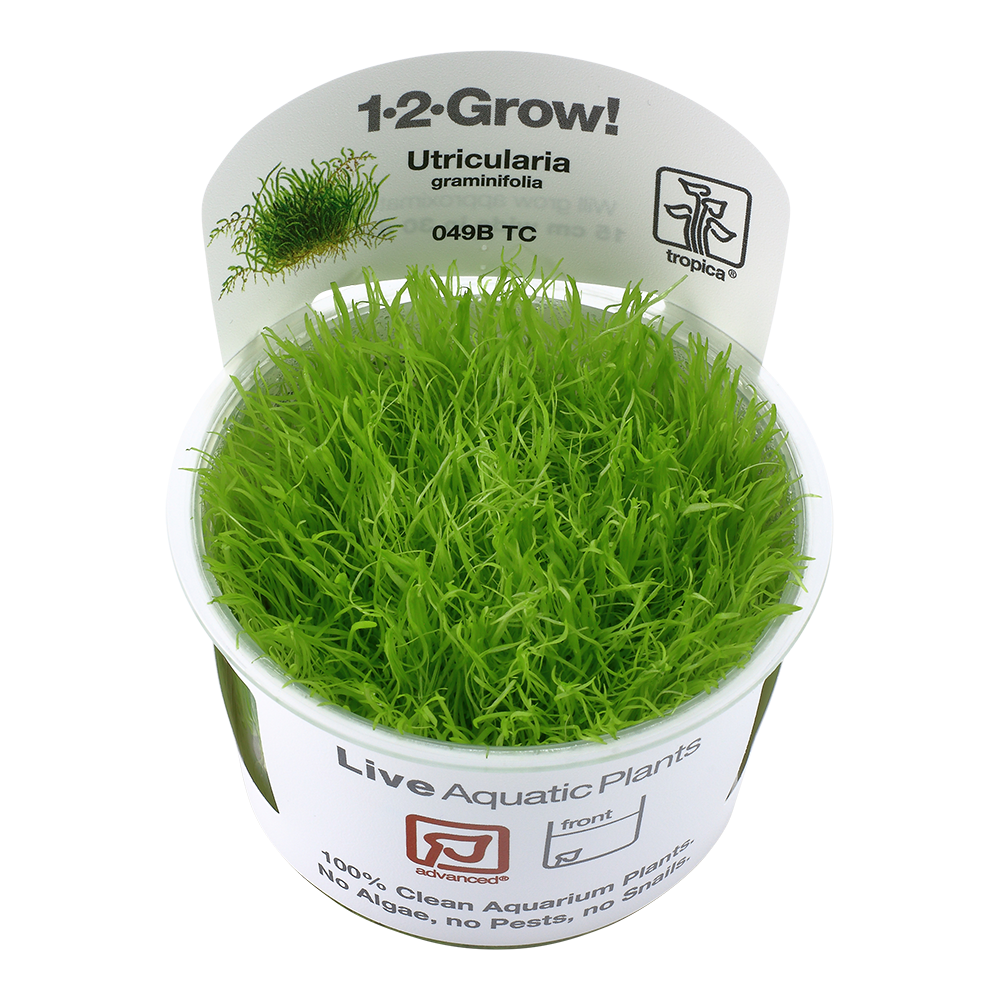 Tropica Utricularia graminifolia 1-2-GROW