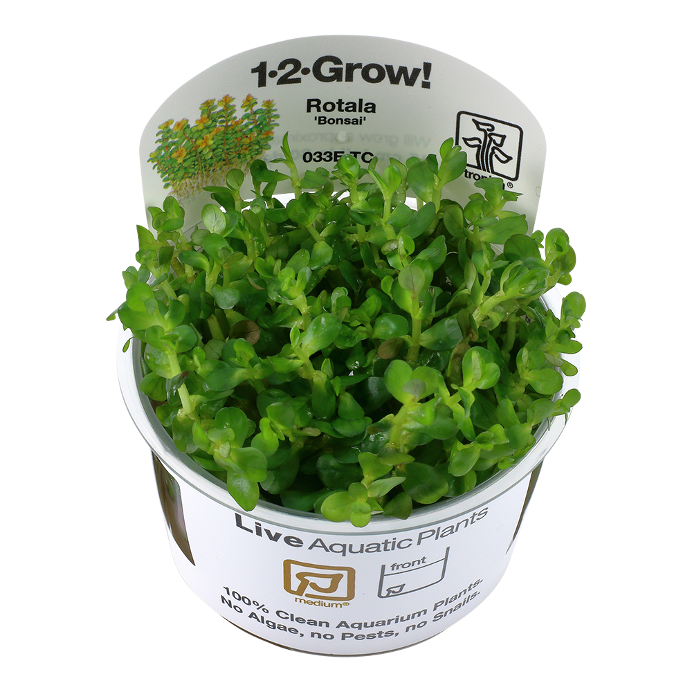 Tropica Rotala Bonsai 1-2-GROW