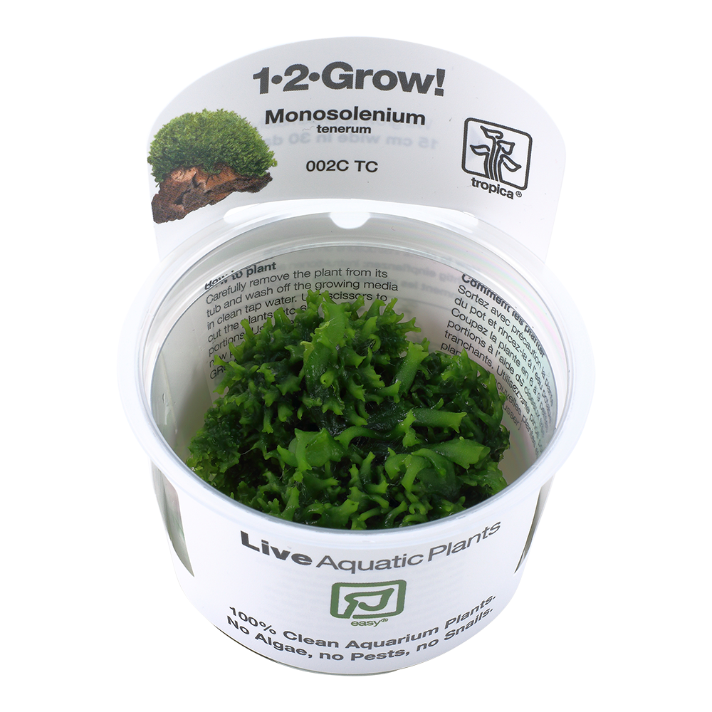 Tropica Monosolenium tenerum liverwort 1-2-GROW