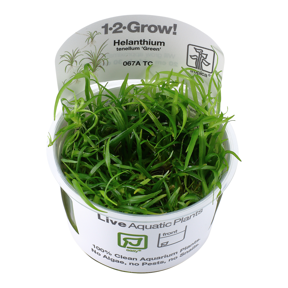 Tropica Helanthium tenellum Green 1-2-GROW