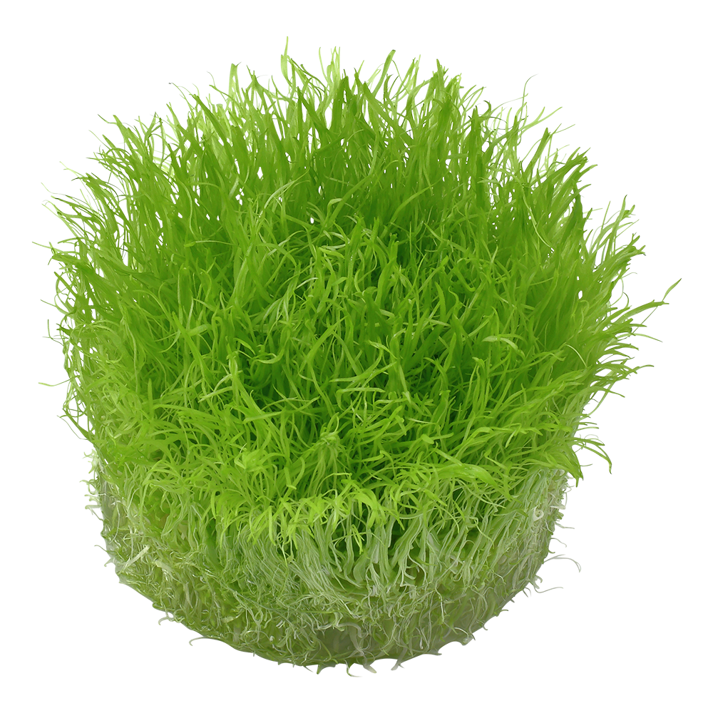 Tropica Utricularia graminifolia 1-2-GROW