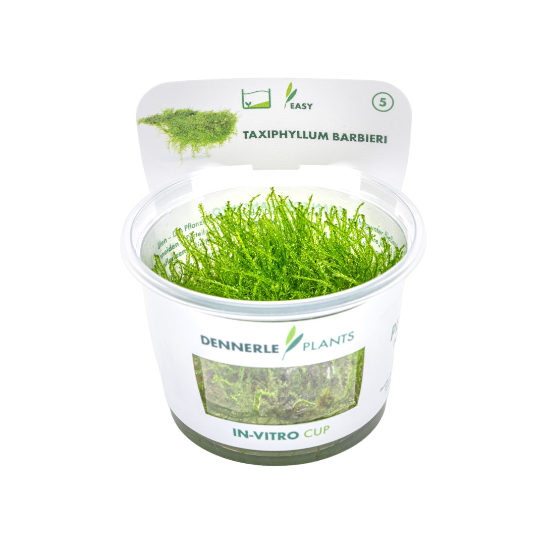 Dennerle Taxiphyllum barbieri Java Moss Plant-It