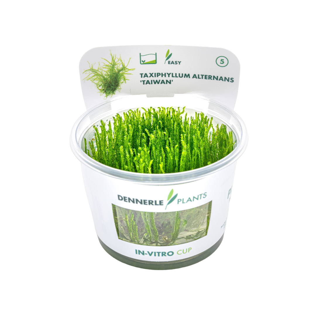 Dennerle Taxiphyllum alternans Taiwan Moss Plant-It