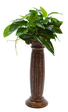 Deco Column Anubias Aquafleur