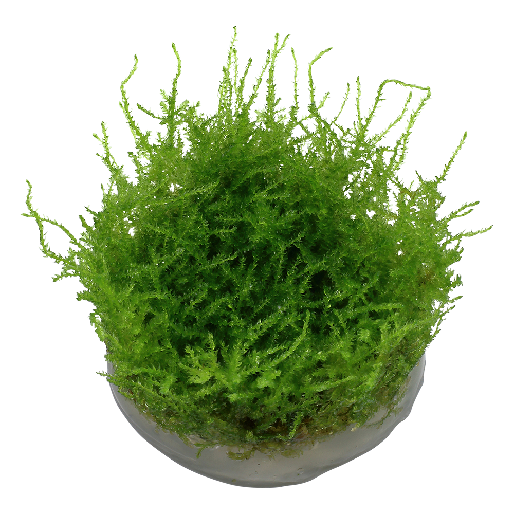 Dennerle Vesicularia montagnei Christmas Moss Plant-It