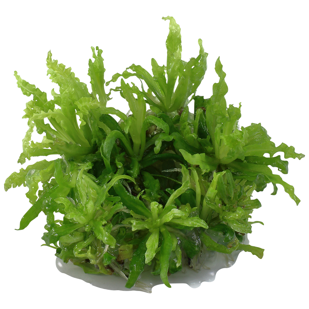 Tropica Pogostemon helferi 1-2-GROW