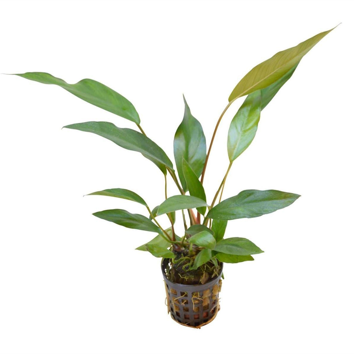 Anubias Lanceolata AQUADIP