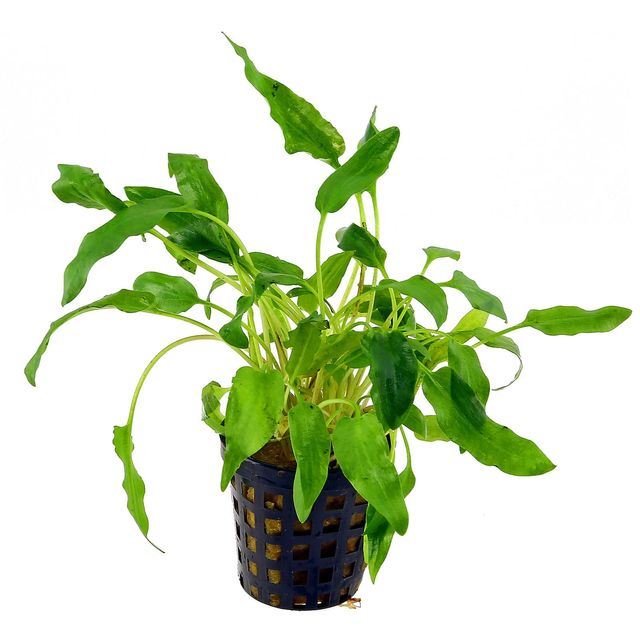 Cryptocoryne walkerii AQUADIP