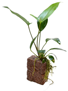 Deco Stone S Anubias Aquafleur