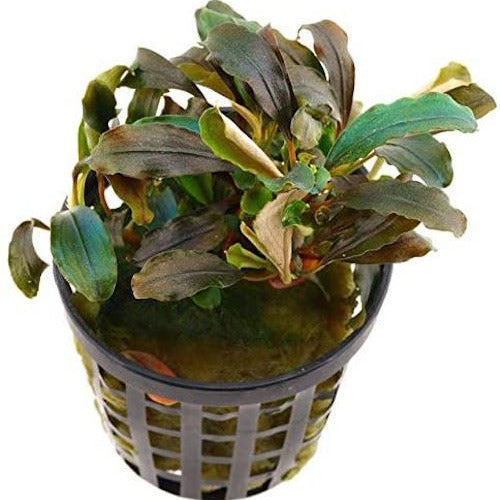 Bucephalandra Theia Red AQUADIP