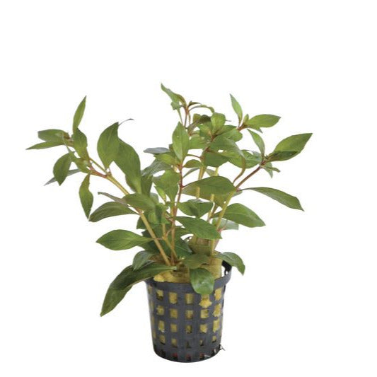 Ludwigia glandulosa PC Aquafleur