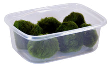 Cladophora SS Moss Balls 6 pcs Aquafleur