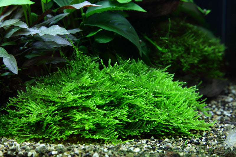 Tropica Taxiphyllum Spiky Moss PORTION
