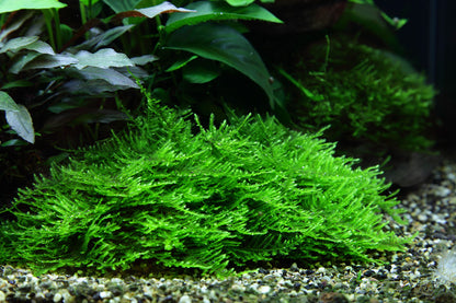 Tropica Taxiphyllum Spiky Moss PORTION