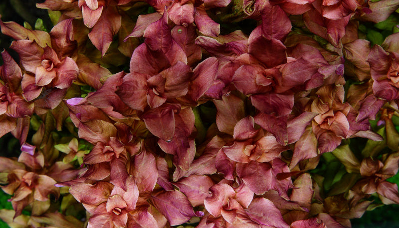 Dennerle Rotala macrandra Plant-It
