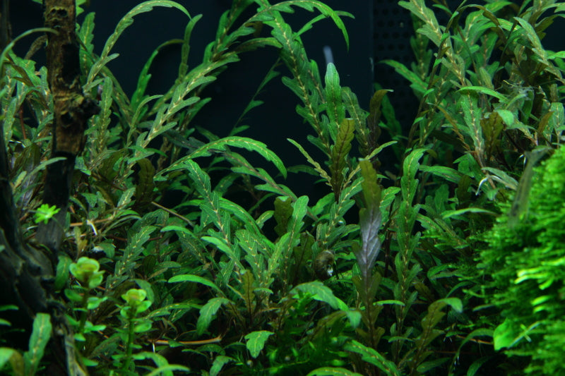 Hygrophila pinnatifida Tropica